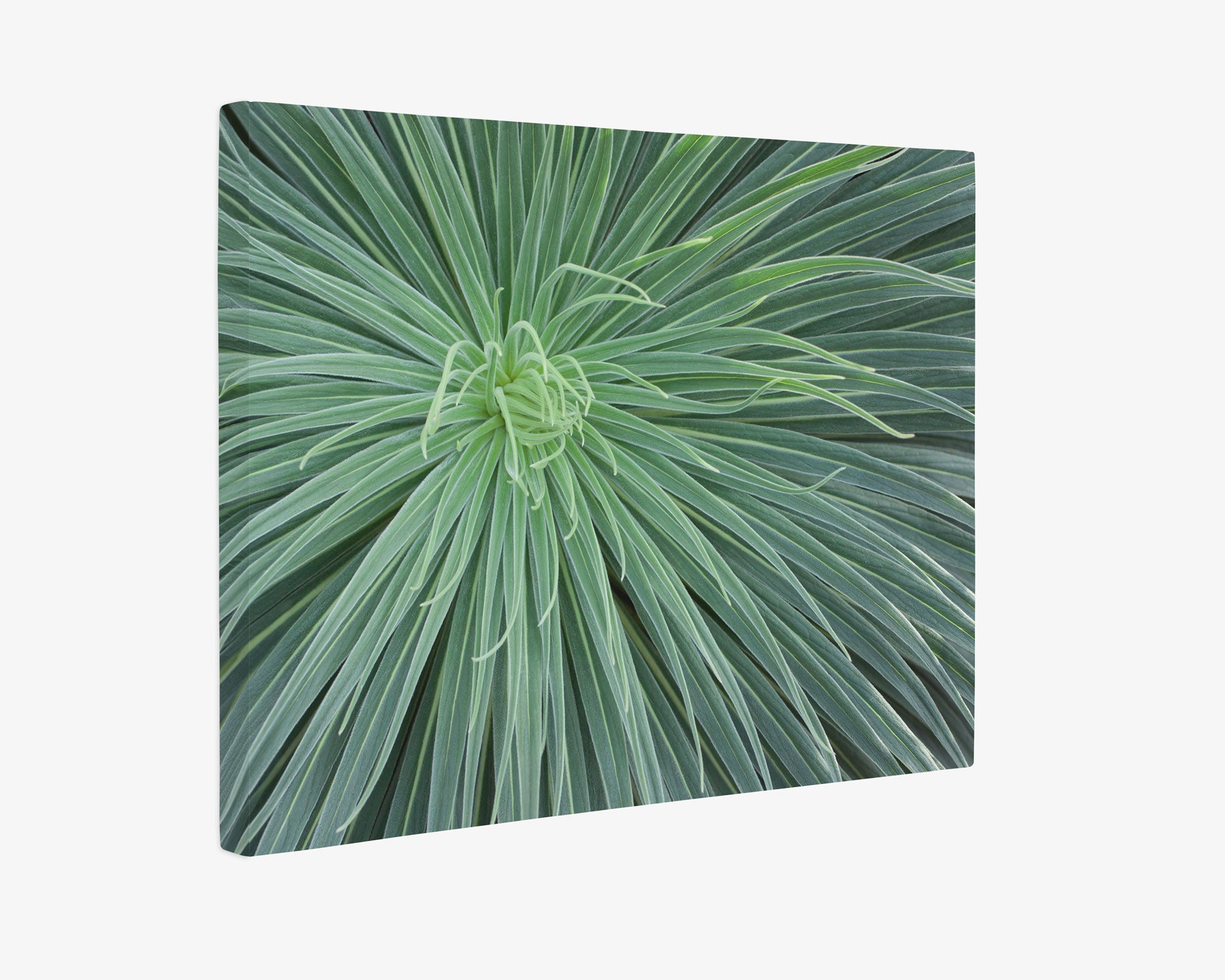 16X20 Botanical Canvas Print (Choose from 10+ Designs)