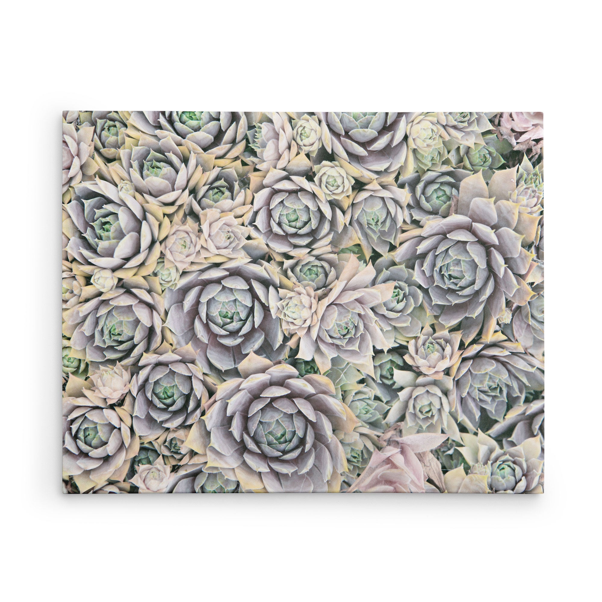 11x14 Botanical Canvas Print (Choose from 10+ Designs)