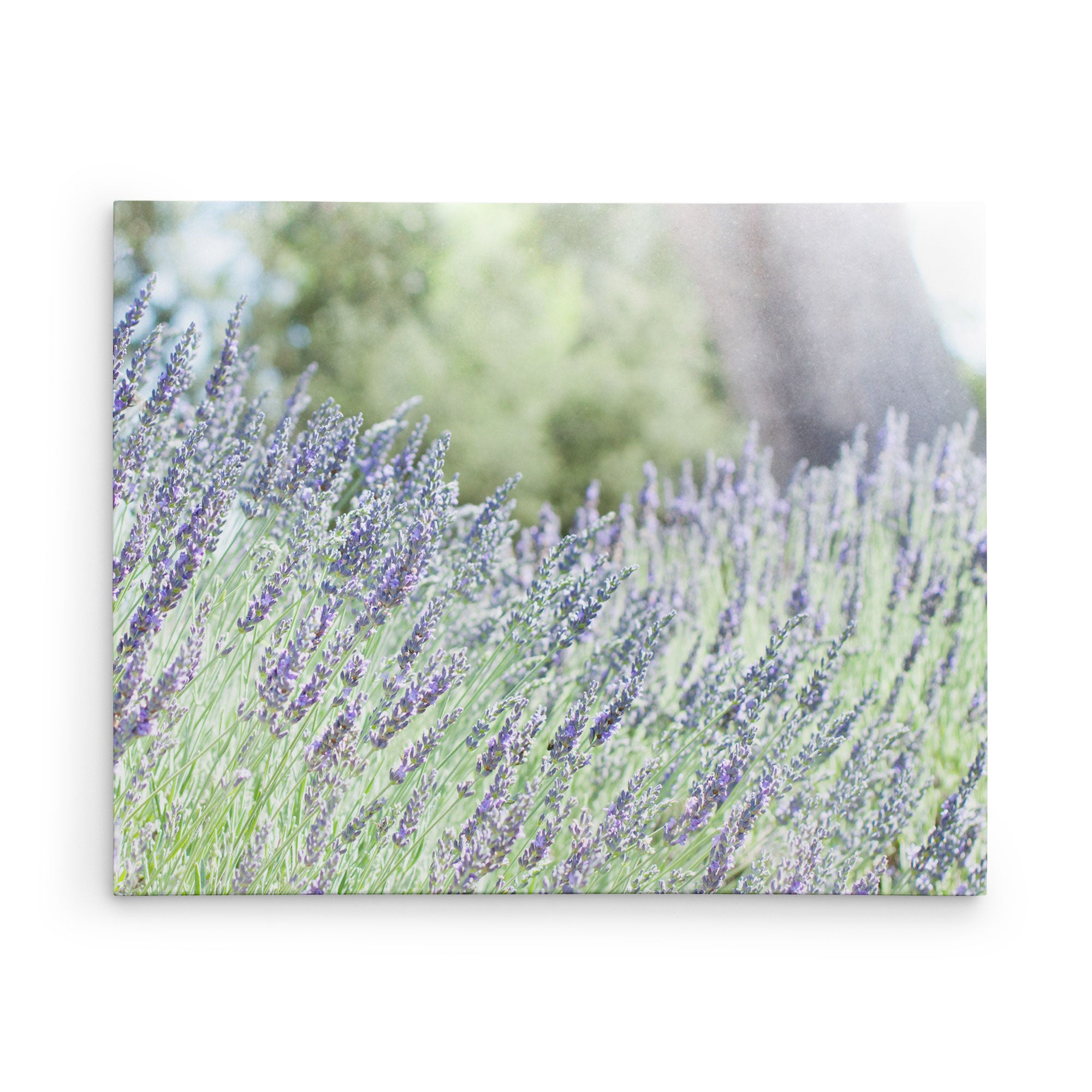 24x30 Botanical Canvas Print (Choose from 10+ Designs)