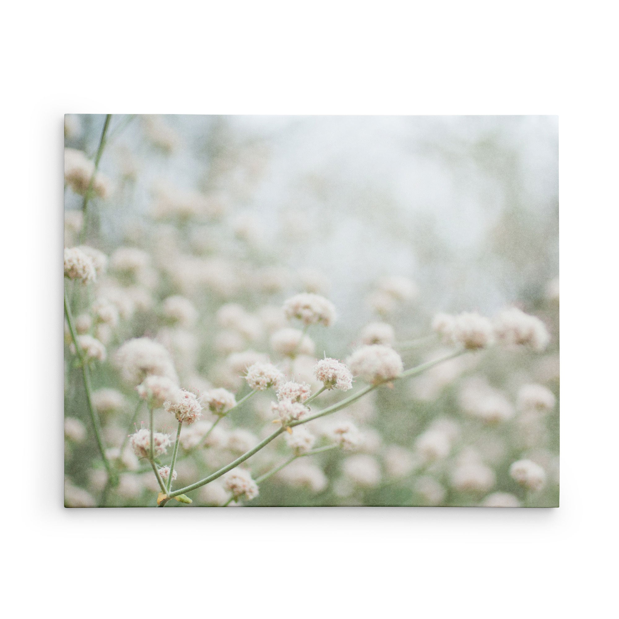 16X20 Botanical Canvas Print (Choose from 10+ Designs)