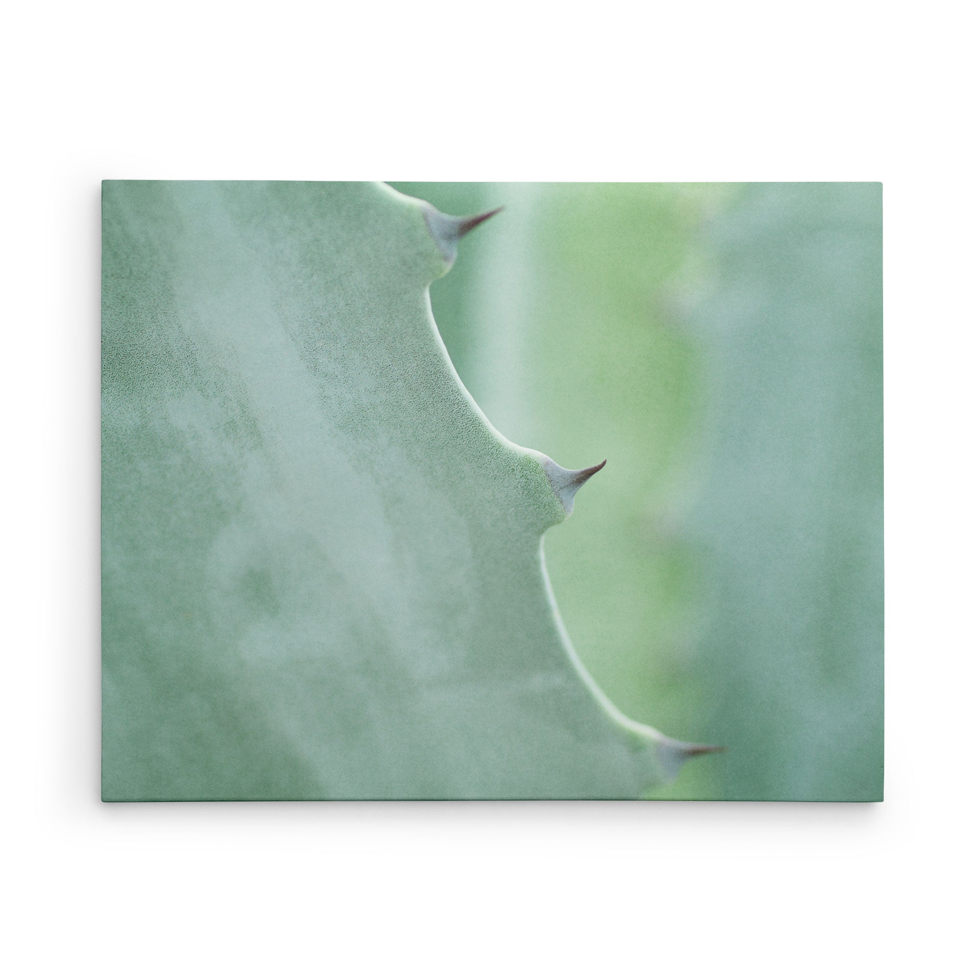 24x30 Botanical Canvas Print (Choose from 10+ Designs)