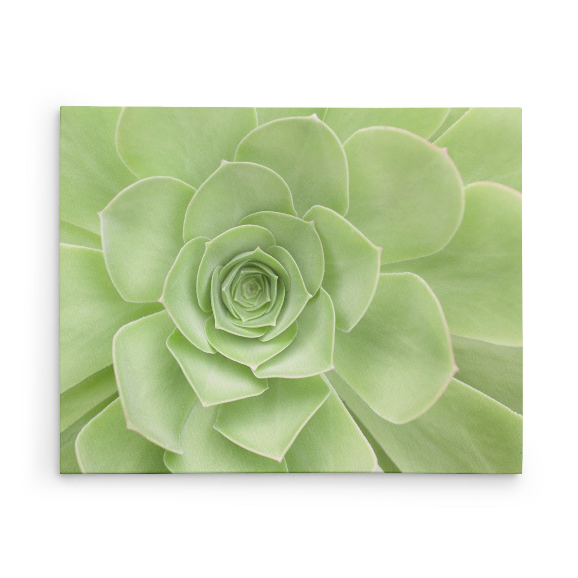 11x14 Botanical Canvas Print (Choose from 10+ Designs)