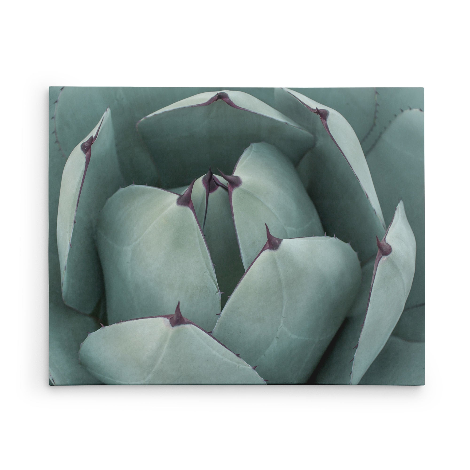 24x30 Botanical Canvas Print (Choose from 10+ Designs)