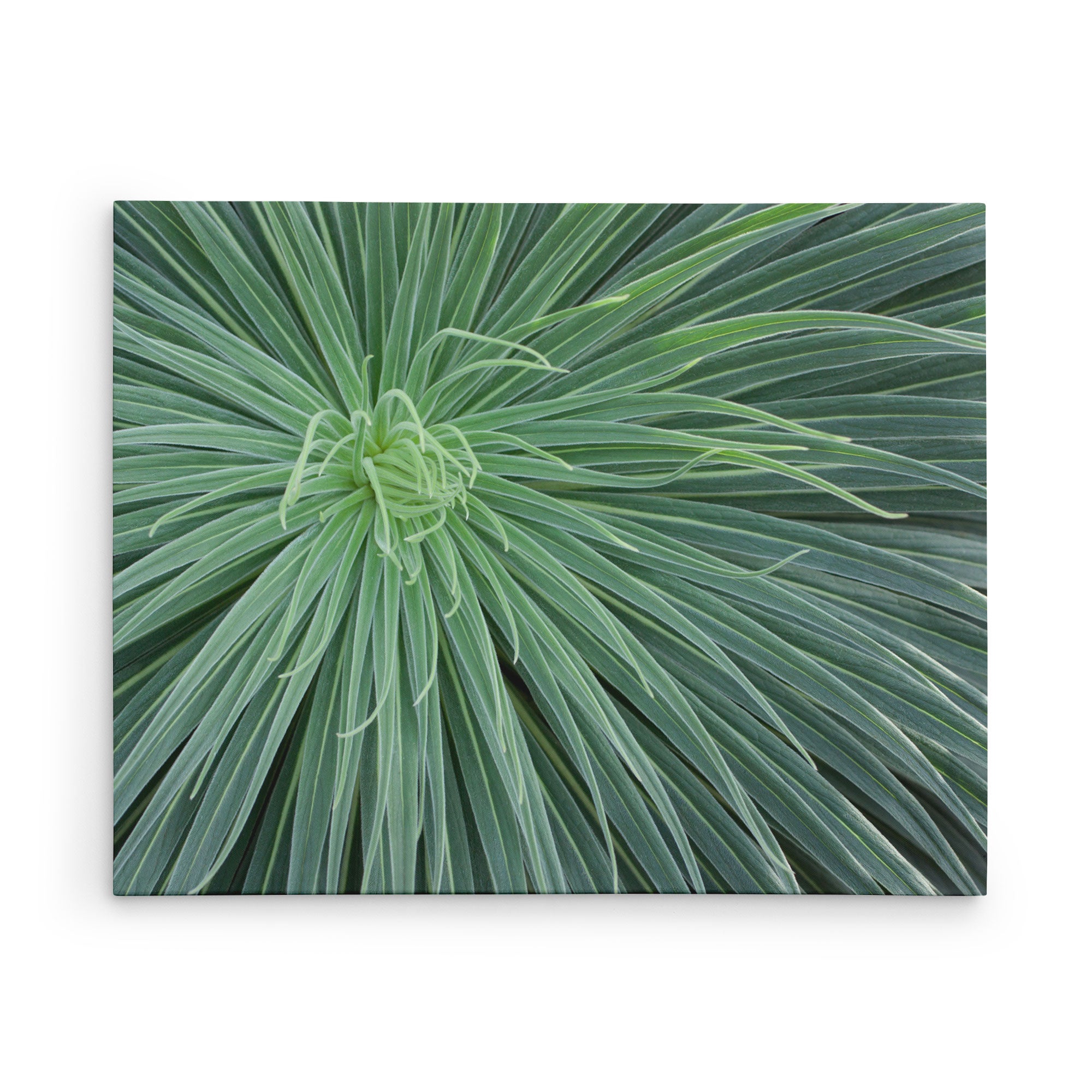 24x30 Botanical Canvas Print (Choose from 10+ Designs)