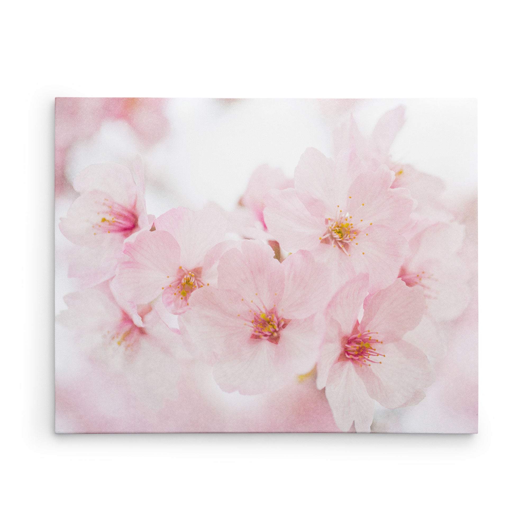 11x14 Botanical Canvas Print (Choose from 10+ Designs)