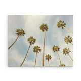 Palm tree canvas wall art, titled 'Reach for the Palms'