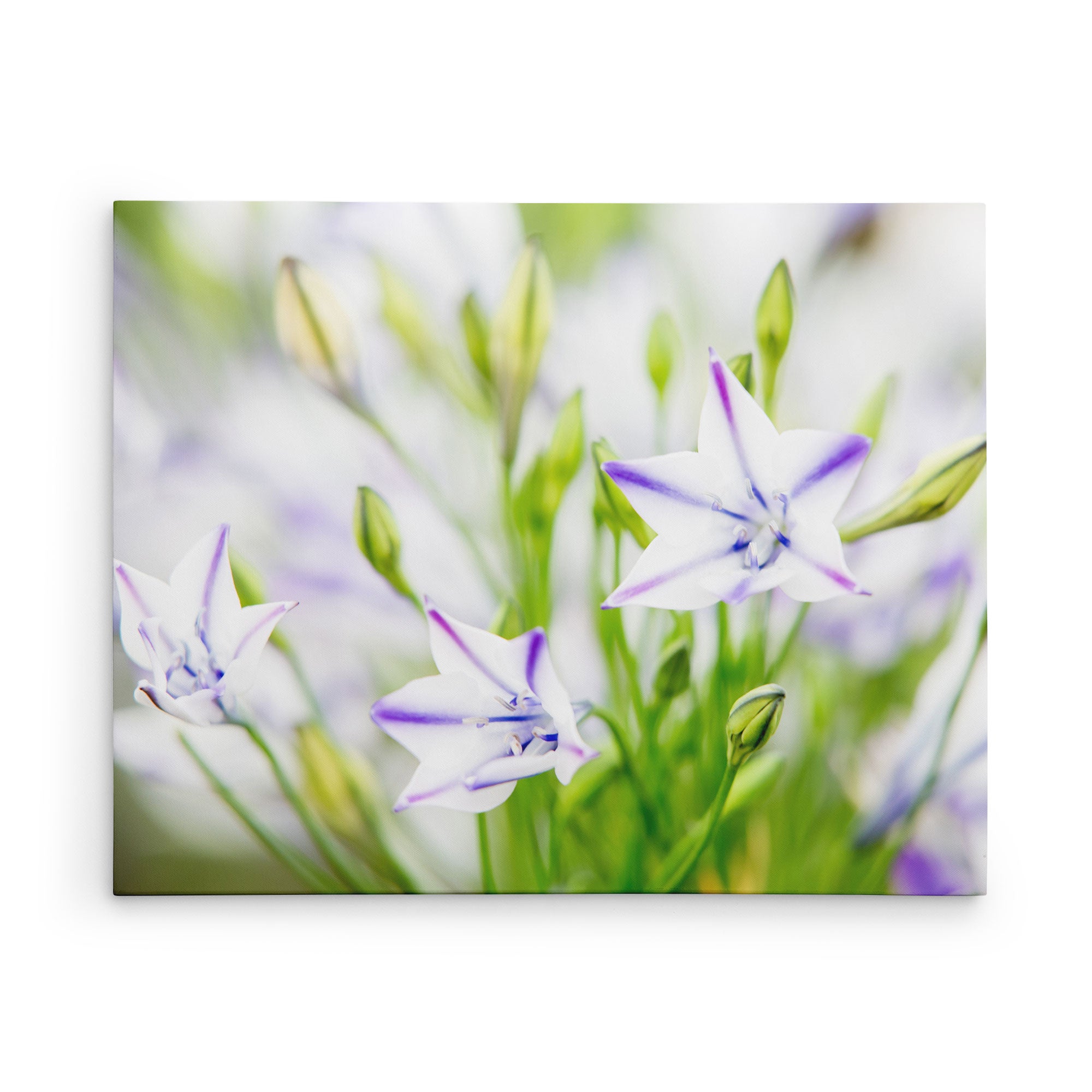 16X20 Botanical Canvas Print (Choose from 10+ Designs)